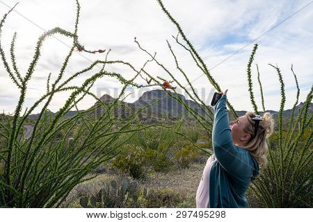 Woman Photographer Takes Photos Of A Blooming Ocotillo Cactus With Her Smart Phone
