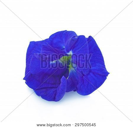 Clitoria Ternatea Or Aparajita Flower Isolated On White Background