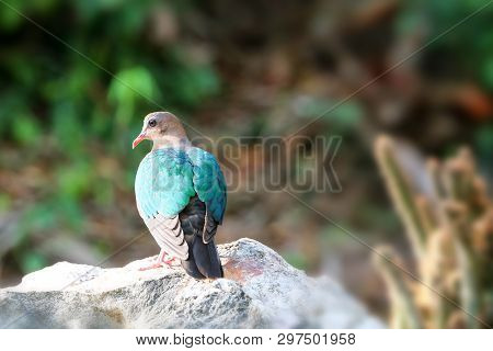 Image Of Bird, Common Emerald Dove On Nature Background. Scientific Name Chalcophaps Indica