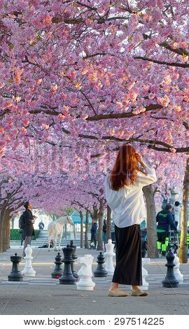 Stockholm, Sweden - Apr 23, 2019: Girl Taking Taking Photos Amoung The Beautiful Blooming Cherry Flo