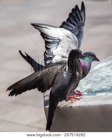 City Pigeons By The Side Of Water At A Fountain
