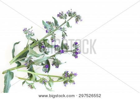 A Beautiful Spring Bouquet, Anchusa Officinalis, Commonly Known As The Common Bugloss Or Alkanet Flo