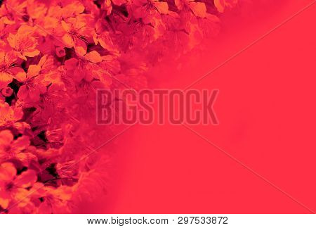 Blooming Cherry Tree In The Garden. Cherry Flowers Close Up.
A Bouquet Flowers. Floral Collage. Flow