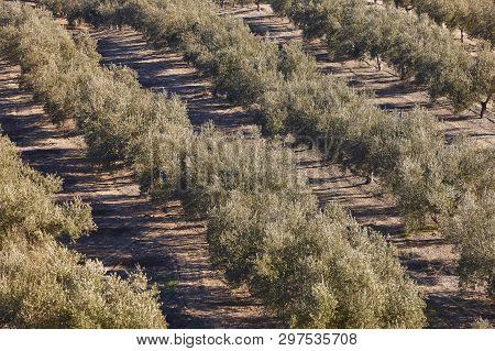 Olive Tree Fields In Andalusia. Spanish Agricultural Harvest Landscape. Jaen