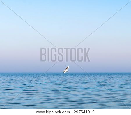 Seagull Flying Above The Sea On A Blue Background. One Seagull Flying Over The Sea