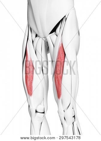 3d rendered medically accurate illustration of the rectus femoris