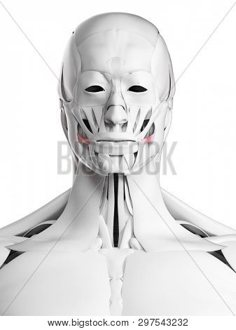3d rendered medically accurate illustration of the risorius