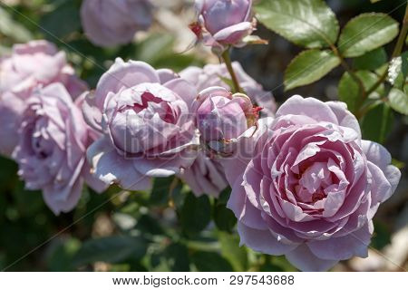 Blooming Mauve Or Mauve Blend Rose In The Garden On A Sunny Day.