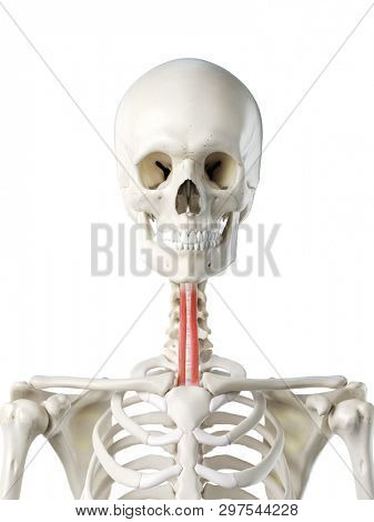3d rendered medically accurate illustration of a females sternohyoid