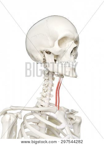 3d rendered medically accurate illustration of a females sternohyoid