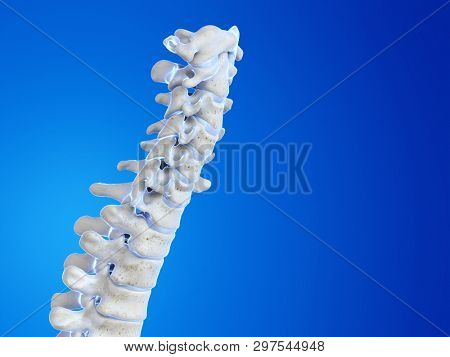 3d rendered medically accurate illustration of the human spine