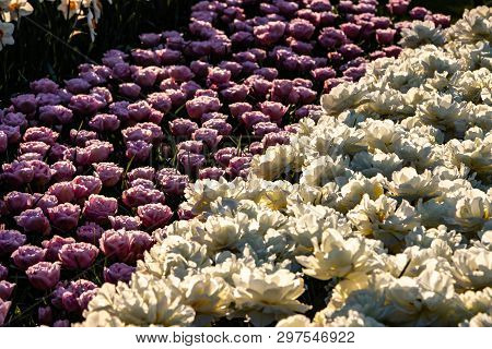 Beautiful Pink And White Tulips In Sunny Weather In Holland.