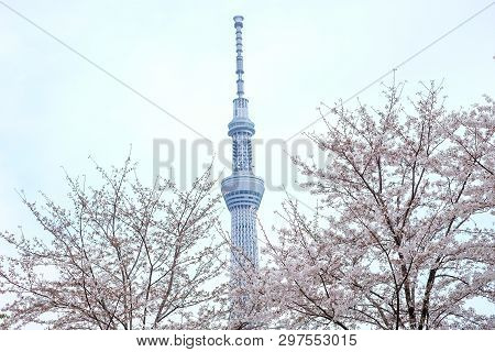 Tokyo, Japan - April 2, 2019: Tokyo Skytree With Cherry Blossoms In Full Bloom At Sumida River, Toky