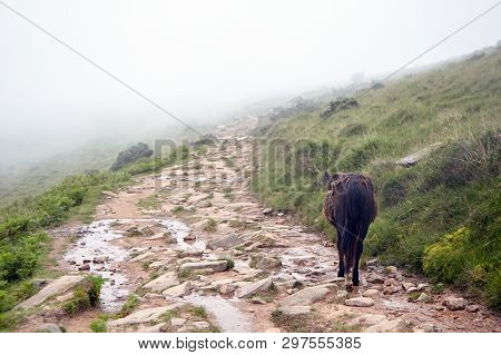 Wild Brown Horse (pottok) Walking On La Rhune Mountain Hiking Trail, Breed Native To The Pyrenees Of