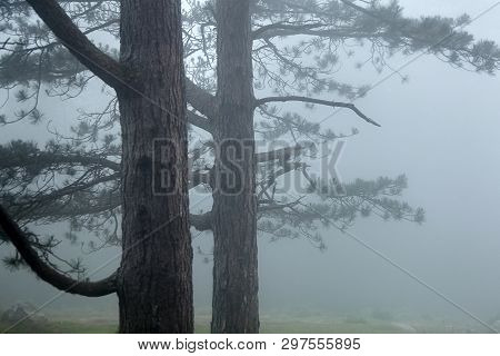 Trees In The Fog. Nature Of The Pyrenees. La Rhune Mountain, Basque Country, France