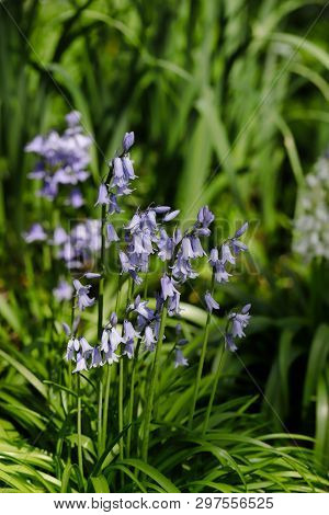 View Of Blue Hyacinthoides Flowering Bluebells In The Spring Garden. Macro Photography Of Nature.