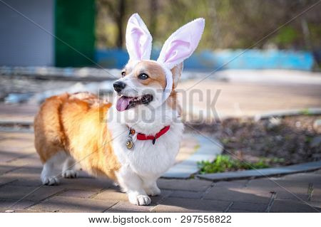 Happy Purebred Welsh Corgi Dog  Dressed Up With Bunny Ears Costume For Easter Celebration For A Walk