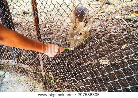 Animal Husbandry, Feeding Deer Through A Cage In The Zoo.