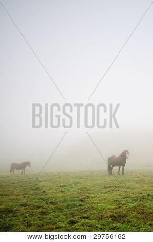 Pferde im Nebel