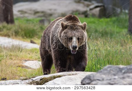 Closeup Portrait Of Huge Adult Brown Bear Looking At You. Ursus Arctos Beringianus. Kamchatka Bear.