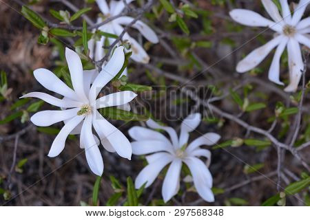 Very Original Flowers With Beautiful Oblong Leaves And Bright White Flowers, Stichwort.