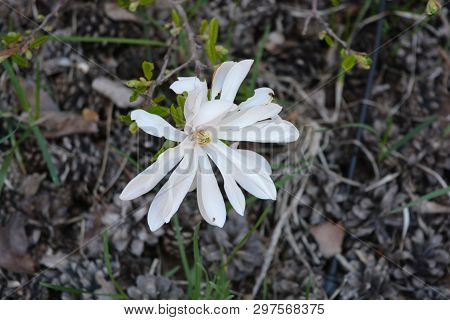 Very Original Flowers With Beautiful Oblong Leaves And Bright White Flowers, Stichwort.