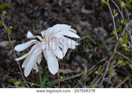 Very Original Flowers With Beautiful Oblong Leaves And Bright White Flowers, Stichwort.