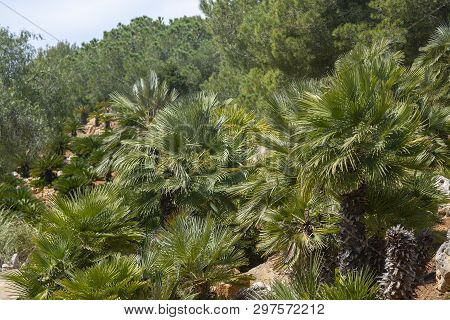 Mallorca Endemic Fan Palm Chamaerops Humilis Lush Leaves In Sunshine.