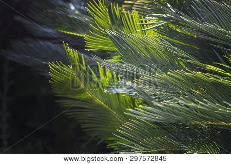 Closeup Leaves Mallorca Endemic Fan Palm Chamaerops Humilis