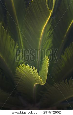 Closeup Leaves Mallorca Endemic Fan Palm Chamaerops Humilis