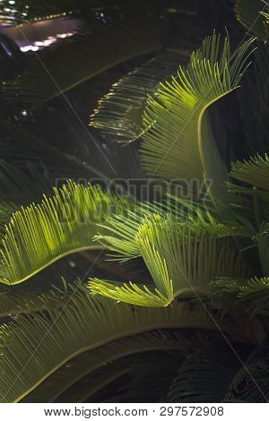 Closeup Leaves Mallorca Endemic Fan Palm Chamaerops Humilis