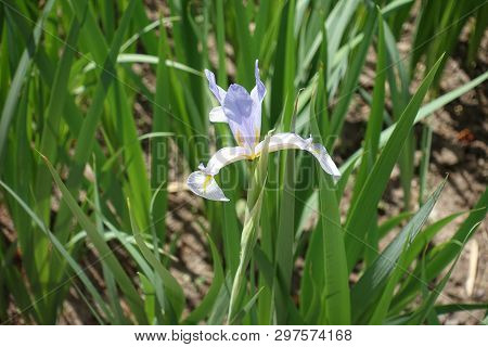 Single Light Violet Flower Of Iris Spuria