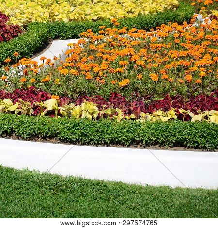 Coleus Flowerpot. Beautiful Perspective Of Natural Coleus Plant Leaves