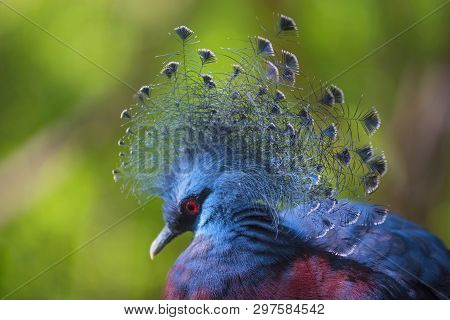 Goura Victoria Exotic Crowned Bird In The Wild.