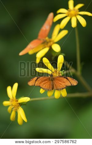 Butterfly Dryas Iulia On A Yellow Flower.