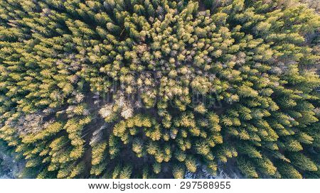 Aerial Photography Of A Forest In Winter