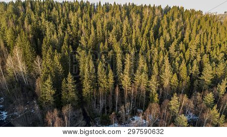 Wilderness Forest Trees In Sunny Spring Day Landscape View