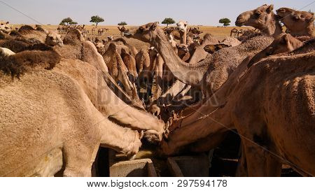 Portrait Of Drinking Camels At The Desert Well In Djibriga , Barh-el-gazal, Chad