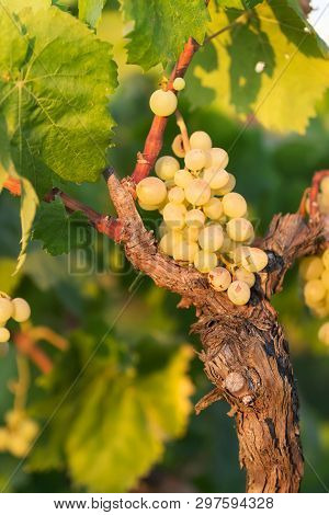 White Grapes On A Bright Sunny Day In A Vineyard In Salento, Apulia, Italy