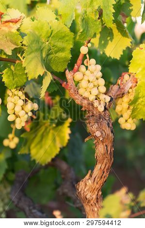 White Grapes On A Bright Sunny Day In A Vineyard In Salento, Apulia, Italy