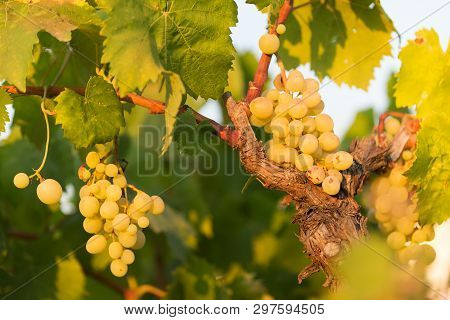 White Grapes On A Bright Sunny Day In A Vineyard In Salento, Apulia, Italy
