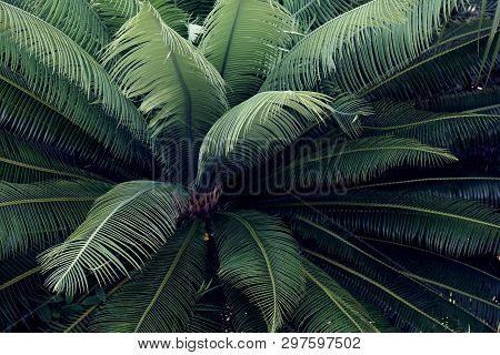 Green Cycas Leaf Pattern, Natural Texture Background Concept, Copy Space