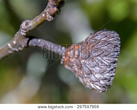 Macro Photography Of An Acorn Cupule Still Attached To The Branch. Captured At The Andean Mountains 
