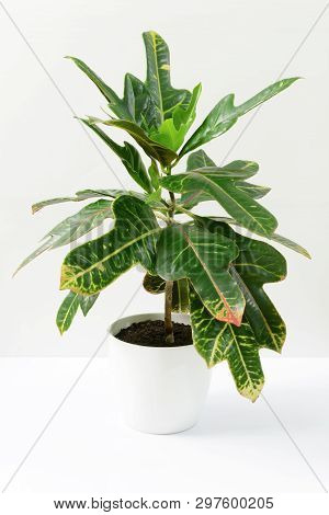 Green Plant Codiaeum In White Ceramic Pot On White Background