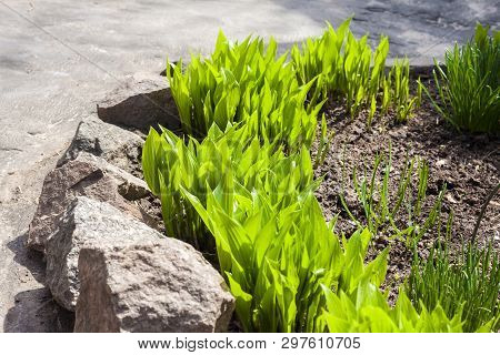 Young Hosta Lancifolia Plants In Garden In Spring Sunny Day