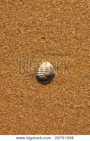 Conchiglia sulla spiaggia