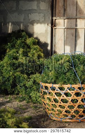 Green Algae Basket. Healthy Food. Vegeterian Food