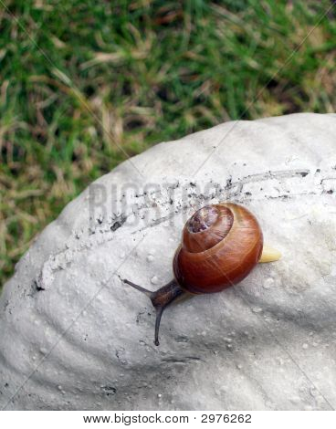 Üzerinde bir taş salyangoz salyangoz