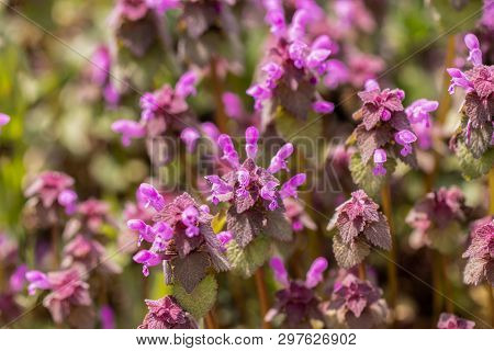 Natural Blossoming  Red Dead Nettle (lamium Purpureum)