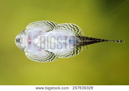 A Perline Liquid Sucker, Fish On The Aquarium Disc
